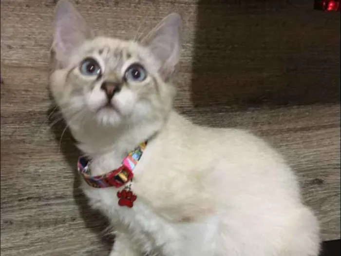 Gato ra a srd idade 2 a 6 meses nome Luck