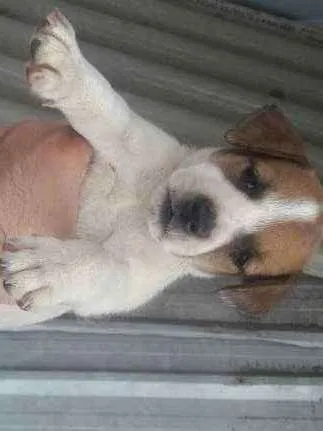 Cachorro ra a SRD idade Abaixo de 2 meses nome Lindos Filhotes