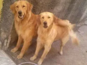 Cachorro raça golden idade 4 anos nome lord e toddy