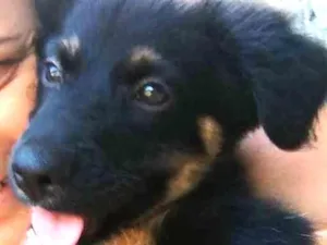Cachorro raça SRD idade 2 a 6 meses nome Angel