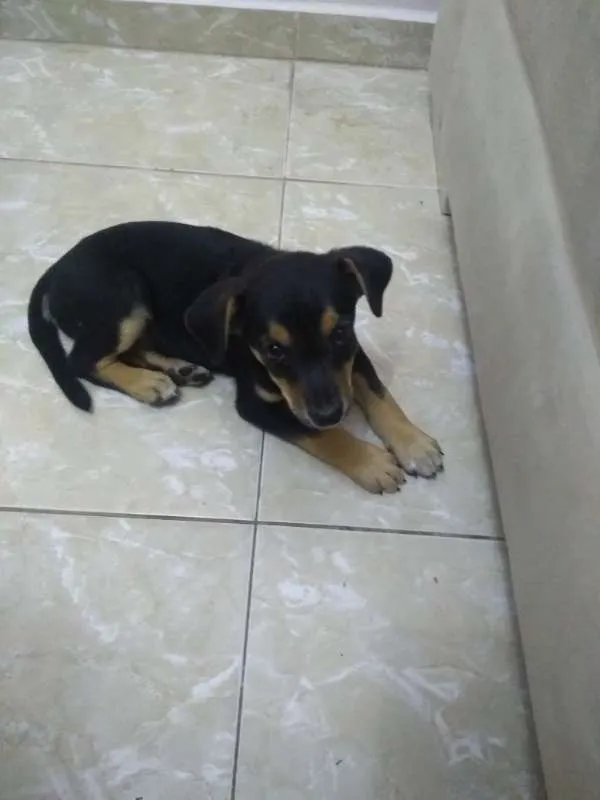 Cachorro ra a diversa idade Abaixo de 2 meses nome pequena