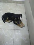 pequena