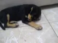 pequena