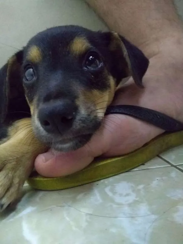 Cachorro ra a diversa idade Abaixo de 2 meses nome pequena