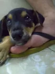 pequena
