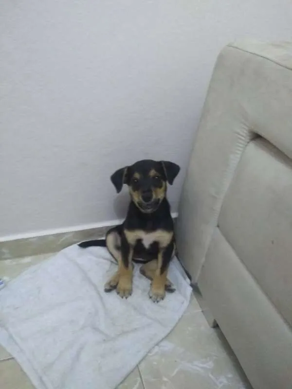Cachorro ra a diversa idade Abaixo de 2 meses nome pequena