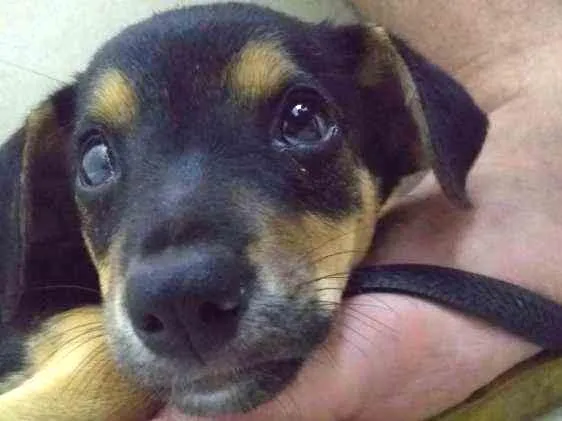 Cachorro ra a diversa idade Abaixo de 2 meses nome pequena
