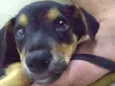 pequena