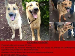 Cachorro raça Pastor Alemão idade 4 anos nome Sheik