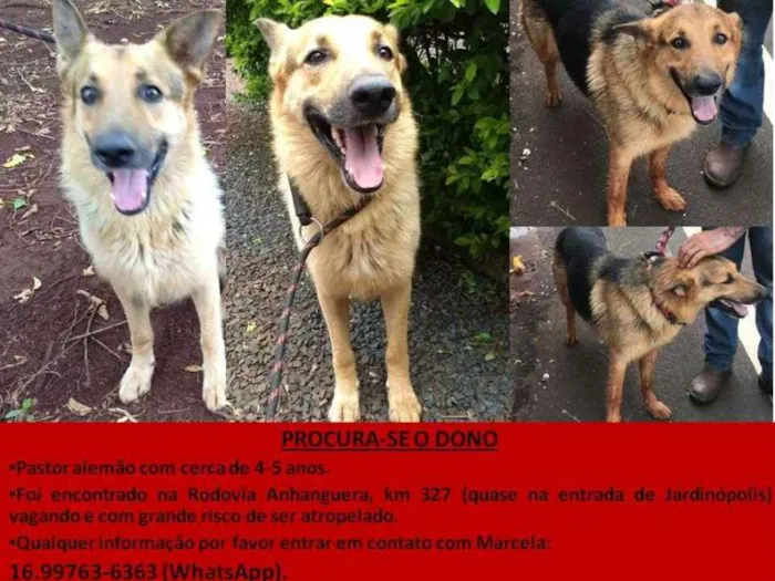 Cachorro ra a Pastor Alemão idade 4 anos nome Sheik