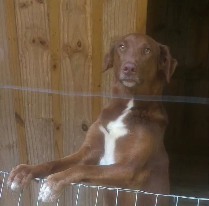 Cachorro ra a Indefinida idade 2 anos nome Cacau