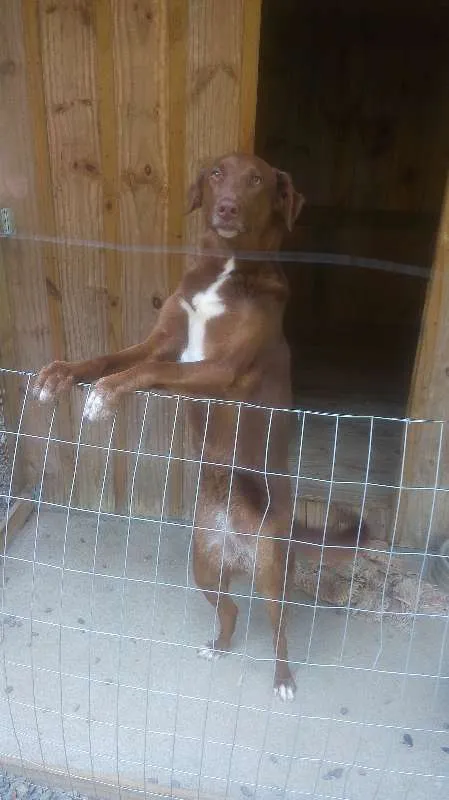 Cachorro ra a Indefinida idade 2 anos nome Cacau