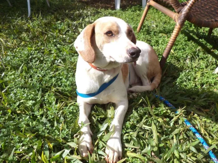 Cachorro ra a SRD idade 2 anos nome Marley