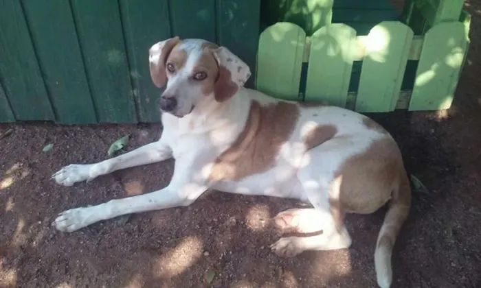 Cachorro ra a SRD idade 2 anos nome Marley