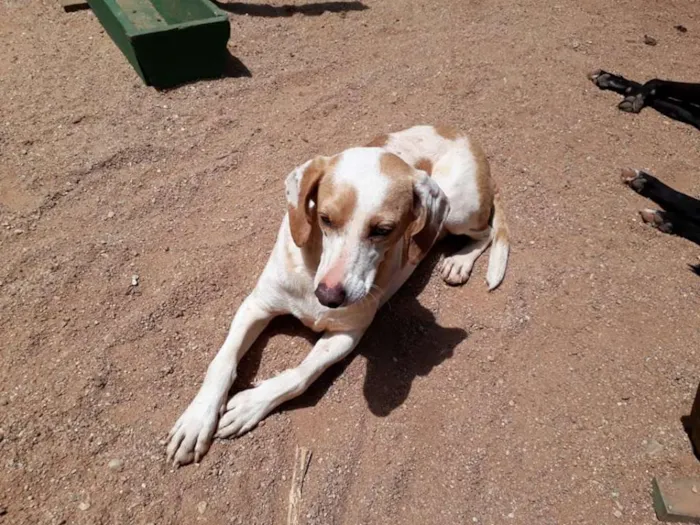 Cachorro ra a SRD idade 2 anos nome Marley