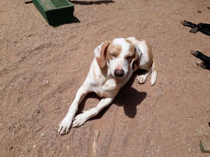 Cachorro ra a SRD idade 2 anos nome Marley