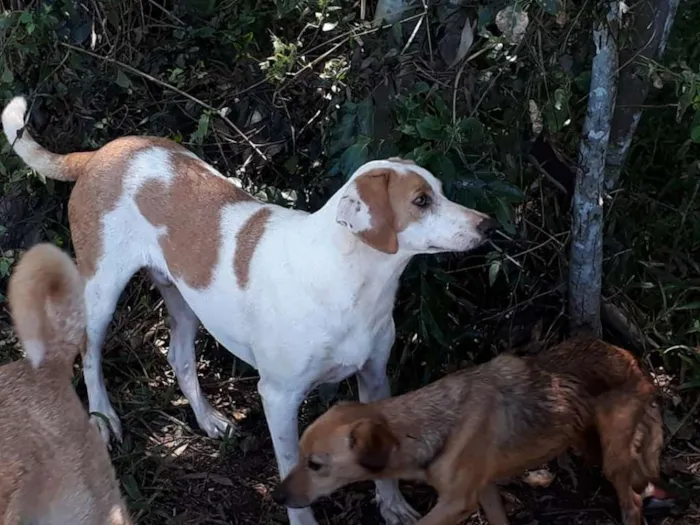 Cachorro ra a SRD idade 2 anos nome Marley