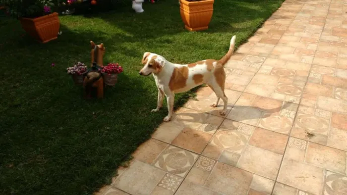 Cachorro ra a SRD idade 2 anos nome Marley
