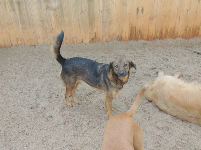 Cachorro ra a SRD idade 2 anos nome Capitão