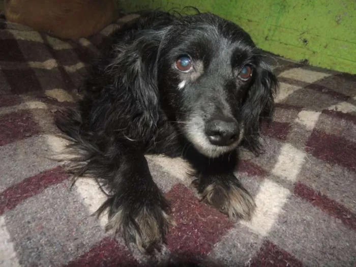 Cachorro ra a SRD idade 6 ou mais anos nome Pretinha