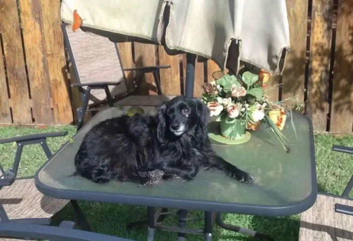 Cachorro ra a SRD idade 6 ou mais anos nome Pretinha