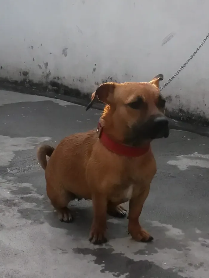 Cachorro raça Vira lata idade 3 anos nome Layka 