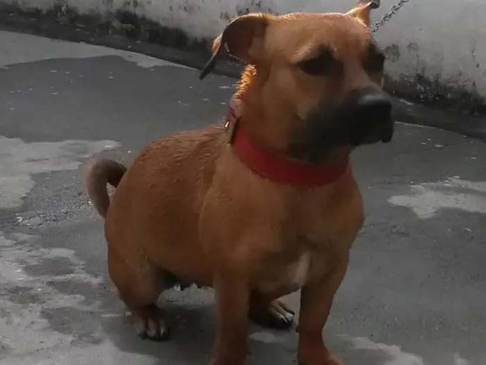 Cachorro raça Vira lata idade 3 anos nome Layka 