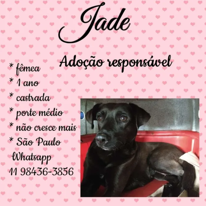 Cachorro ra a Sem raça definida idade 1 ano nome Jade, nina, mel, bel