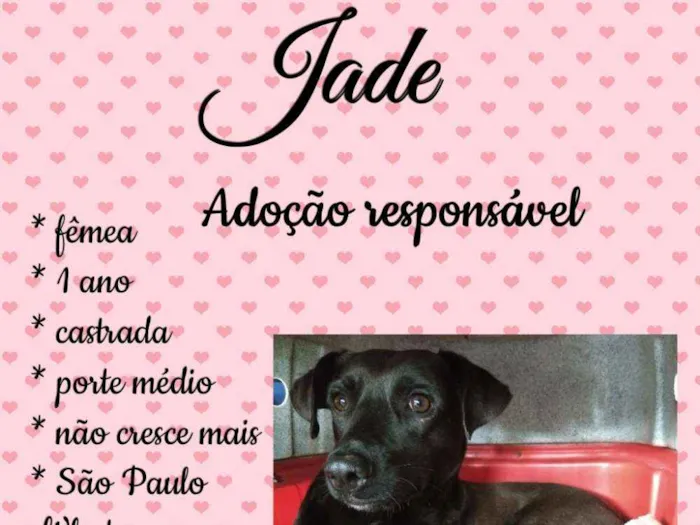 Cachorro ra a Sem raça definida idade 1 ano nome Jade, nina, mel, bel