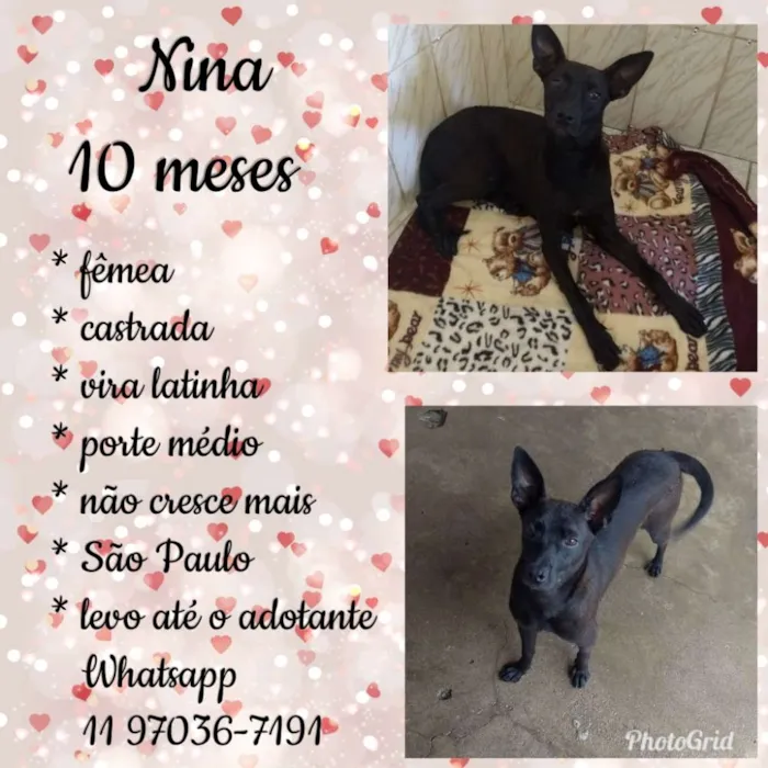 Cachorro ra a Sem raça definida idade 7 a 11 meses nome Nina