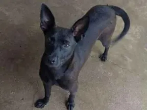 Cachorro raça Sem raça definida idade 7 a 11 meses nome Nina