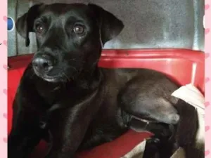 Cachorro raça Sem raça definida idade 1 ano nome Jade, nina, mel, bel