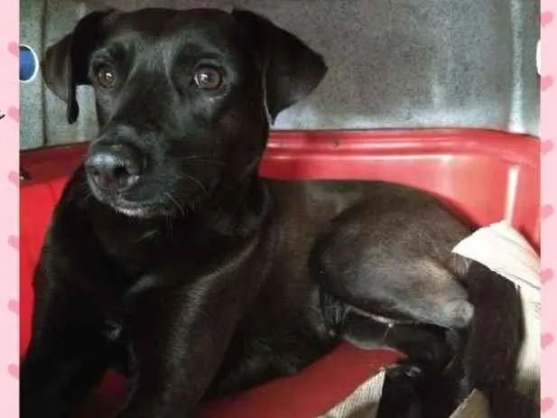 Cachorro ra a Sem raça definida idade 1 ano nome Jade, nina, mel, bel