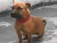 Layka 