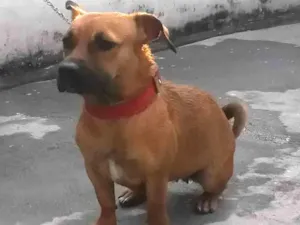 Cachorro raça Vira lata idade 3 anos nome Layka 