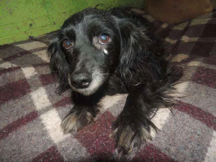 Cachorro ra a SRD idade 6 ou mais anos nome Pretinha