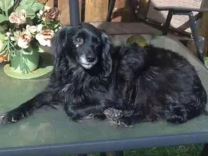 Cachorro raça SRD idade 6 ou mais anos nome Pretinha
