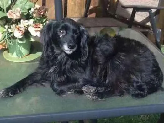 Cachorro ra a SRD idade 6 ou mais anos nome Pretinha