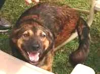 Cachorro raça SRD idade 2 anos nome Capitão