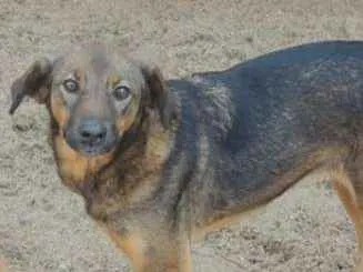 Cachorro ra a SRD idade 2 anos nome Capitão