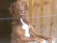 Cacau