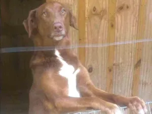 Cachorro raça Indefinida idade 2 anos nome Cacau