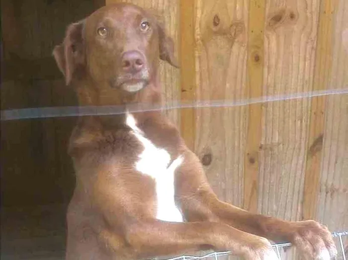 Cachorro ra a Indefinida idade 2 anos nome Cacau
