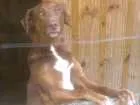 Cachorro raça Indefinida idade 2 anos nome Cacau