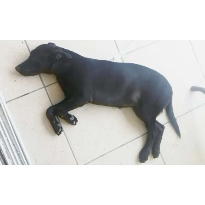 Cachorro ra a SRD idade 2 a 6 meses nome Negão
