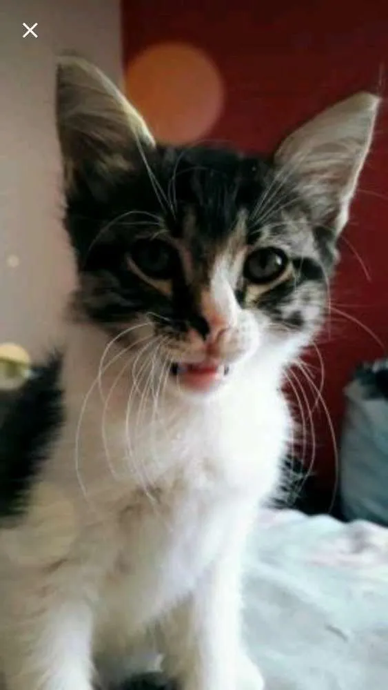 Gato raça  idade 2 a 6 meses nome Não tem nome 