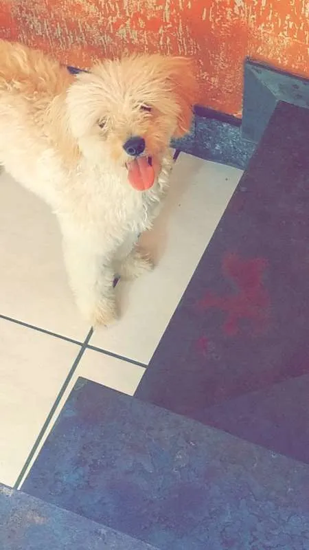 Cachorro raça Poodle com vira lata idade 1 ano nome marley