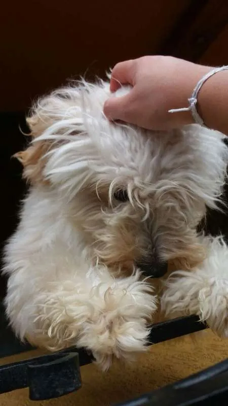 Cachorro raça Poodle com vira lata idade 1 ano nome marley