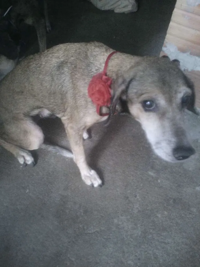 Cachorro raça Viralata idade 4 anos nome Duquesa