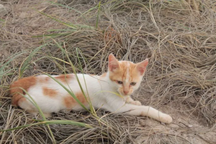 Gato ra a comum idade 2 a 6 meses nome Nina, Cirano, Billi 